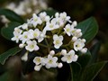 Viburnum x carlcephalum IMG_2131 Kalina angielska